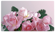 DNSEMP-C-063 Bouquet Of Roses Orchid